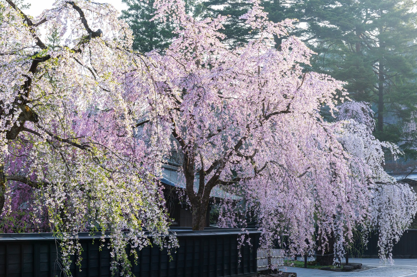 春といえば桜 地元民がおすすめする福山の桜の名所まとめ 潮待ちステーション